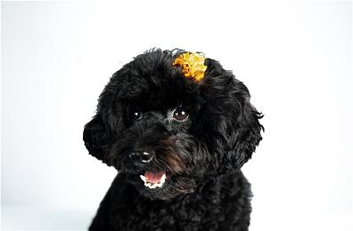 《赛博朋克2077》超速光追模式RTX 4090性能实测